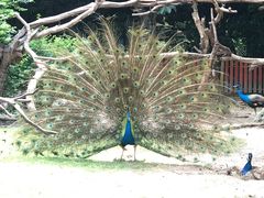 -广州长隆飞鸟乐园