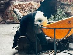 -石家庄市动物园