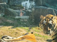 -深圳野生动物园