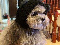 -BABYDOG宝贝狗宠物乐园(欧洲城店)