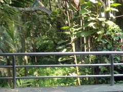 -新加坡飞禽公园