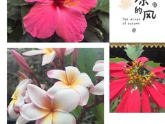 -西双版纳傣族园