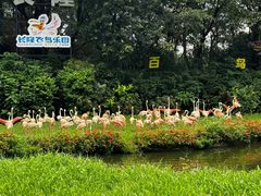 -广州长隆飞鸟乐园