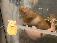 -彩虹桥宠物火化殡葬善终服务(金乐大厦店)