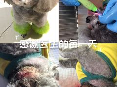-北京观赏动物医院·24小时大型综合·猫专科·异宠专科
