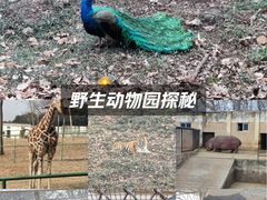 -合肥野生动物园