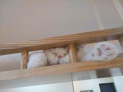 -滚猫咖啡·猫咖·猫友好撸猫(未来城店)