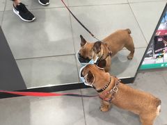 -志龙皇冠吃货椰子铺