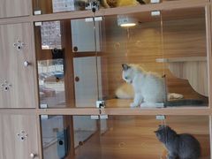 -猫十亿·布偶金渐层·曼基康矮脚猫舍(青年路店)