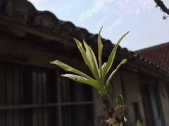 -东平国家森林公园