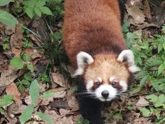 -荆州中山公园动物园