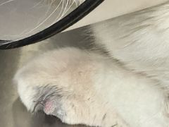 -瑞鹏宠物医院·骨科·猫科·内科(第一中心)