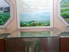 -广州神农草堂中医药博物馆