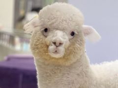 -怪兽屋·羊驼·猫咖·狗咖(俊华广场店)