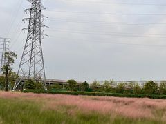 -王借岗森林公园