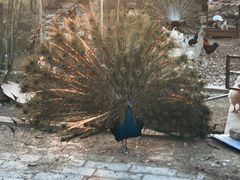 -丽泽山庄·生态怀柔菜·虹鳟鱼(红螺寺店)