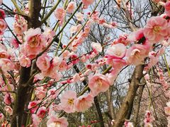 -蜀冈西峰生态公园