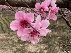 -永定河休闲森林公园