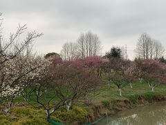 -上海海湾国家森林公园