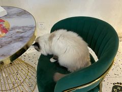 -喵喵咪呀布偶猫咖(春熙路店)