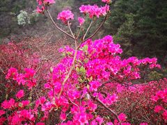 -木兰云雾山