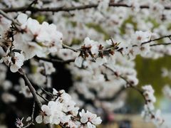 -颐和园