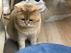 -柴迷FANS CLUB·柴犬狗咖·猫咖