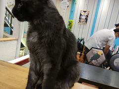 -猫小院猫主题咖啡厅(北锣店)