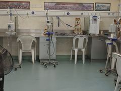 -动物缘宠物医院·骨科·猫科(西二环店)