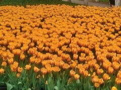 -上海鲜花港