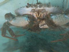 靓靓膏蟹，爆膏，好味-浪琴湾尾角仔海鲜坊