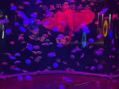 -秦皇岛新澳海底世界