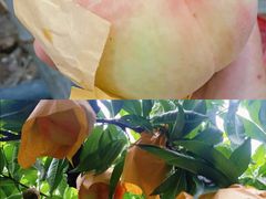 -老袁家蜜桃农场·阳山水蜜桃