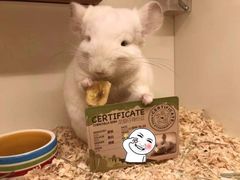 -龙猫仔乐园(惠福东路店)