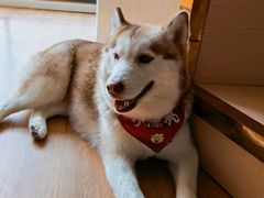 -Husky Go! 哈士奇体验馆·宠物咖啡厅狗咖