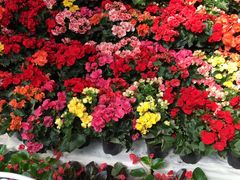 -北京植物园-展览温室