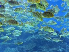 -海合安成都极地海洋公园