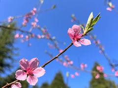 -武陵山森林公园