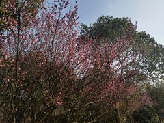 -南京市江宁方山