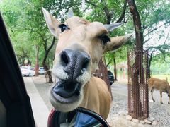 -北京野生动物园