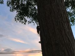 -淡水老街