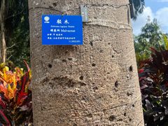 -西双版纳原始森林公园