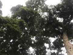 -峨眉山报国寺