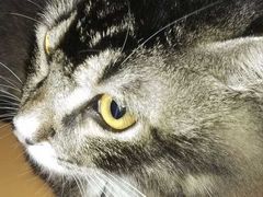-创凡宠物医院·骨专科  猫科中心(西乡分院)