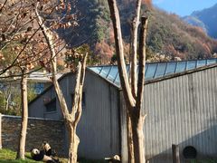 -卧龙中华大熊猫苑神树坪基地