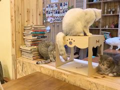 -猫色咖啡·猫咖