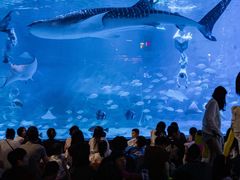 -烟台海昌鲸鲨海洋公园