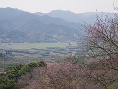 -新建村梅花