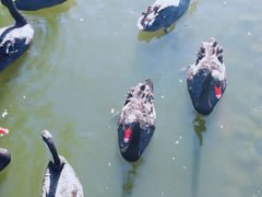 -长白岛森林公园