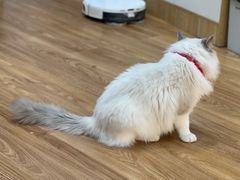 -COLOR PETS 撸猫馆·购猫·猫咖(长风大悦城店)